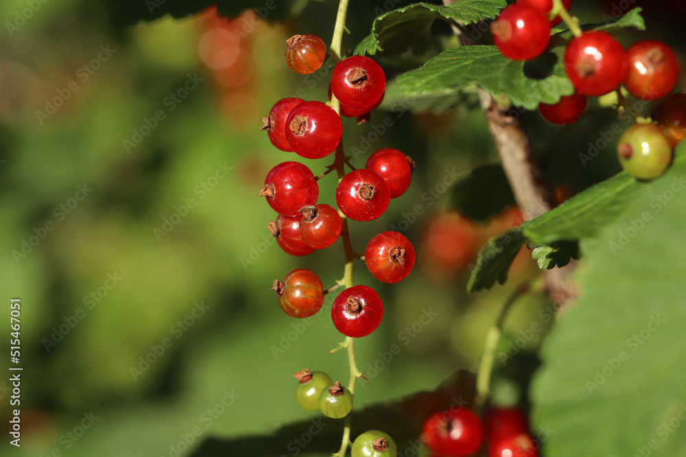 Closeup view of red currant bush with ripening berries outdoors on sunny day Closeup view of red currant bush with ripening berries outdoors on sunny day