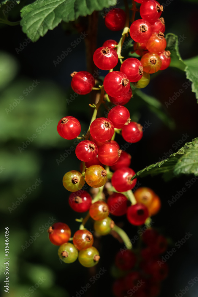 Closeup view of red currant bush with ripening berries outdoors on sunny day Closeup view of red currant bush with ripening berries outdoors on sunny day