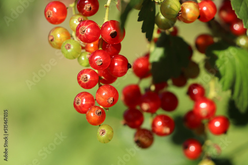 Closeup view of red currant bush with ripening berries outdoors on sunny day