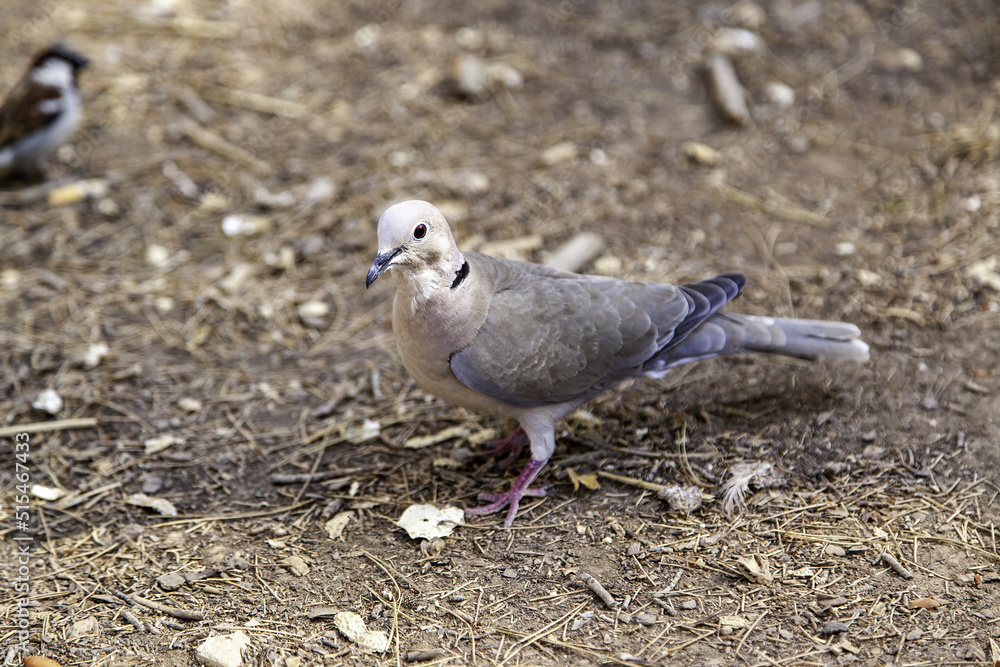 Fototapeta premium Wiild pigeon in the field