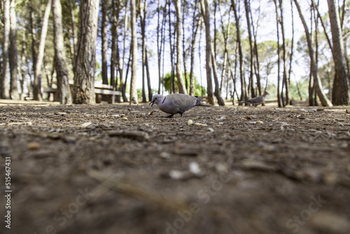 Wallpaper Mural Wiild pigeon in the field Torontodigital.ca