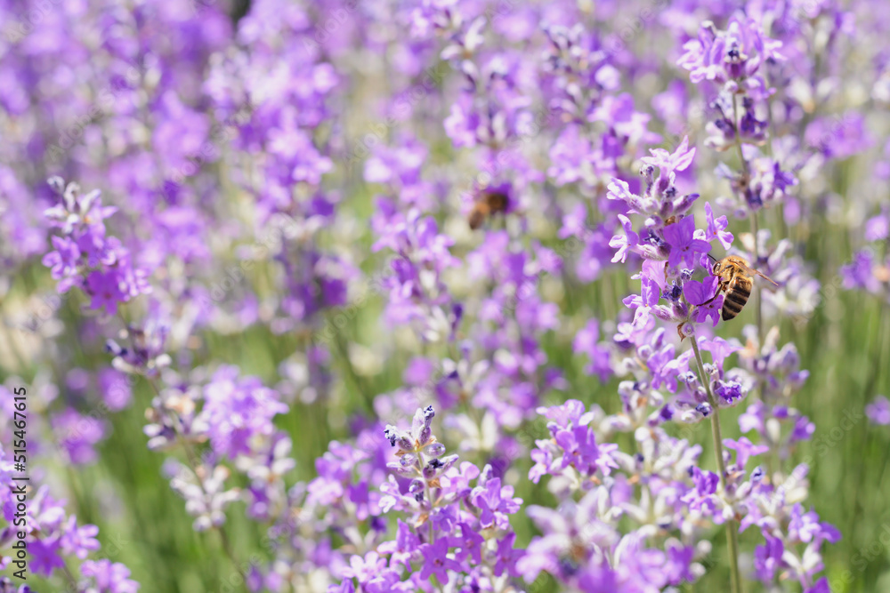 Beautiful lavender flowers growing in field, closeup Beautiful lavender flowers growing in field, closeup