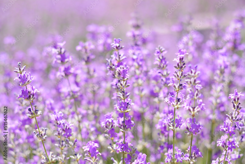 Beautiful lavender flowers growing in field, closeup Beautiful lavender flowers growing in field, closeup