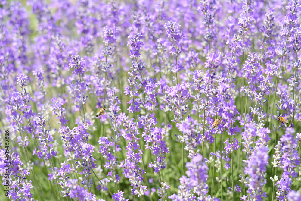 Beautiful lavender flowers growing in field, closeup Beautiful lavender flowers growing in field, closeup