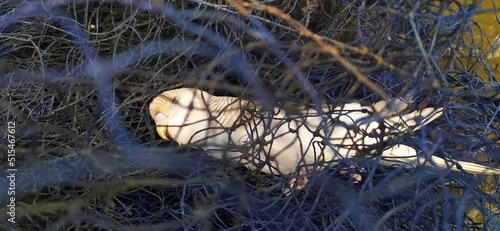 Injured, dying or dead small wild bird entangled and trapped inside plastic fishing net waste debris abandoned near its natural habitat and choked to death. Environmental pollution sad closeup view.