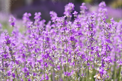 Beautiful lavender flowers growing in field  closeup