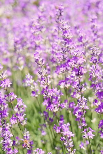 Beautiful lavender flowers growing in field, closeup