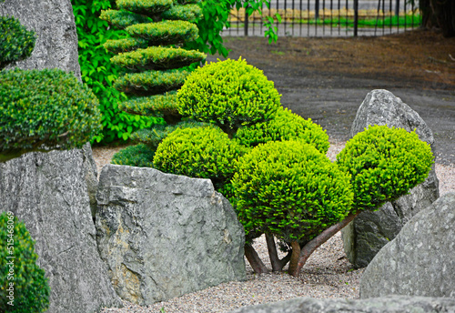 formowane kule tui (żywotnika), ogród japoński