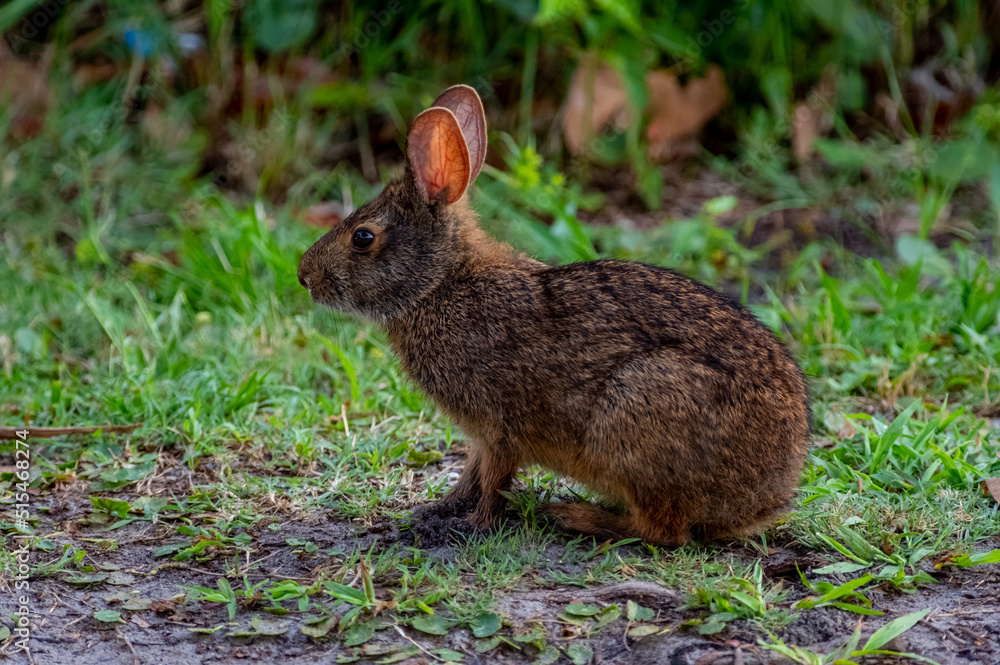 Marsh Rabbit