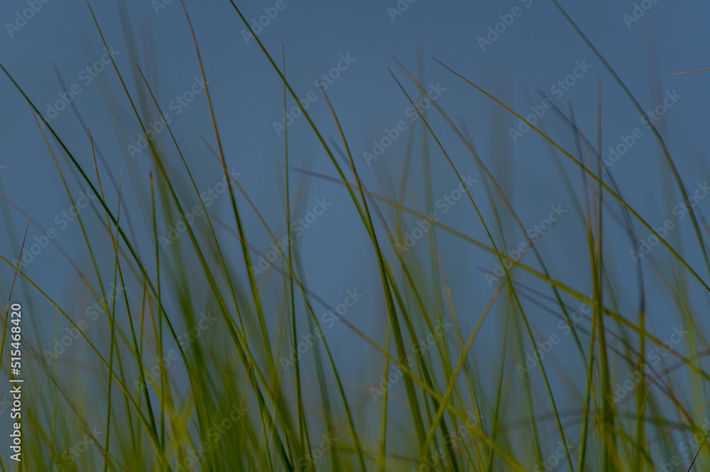 Waving Grass Background Waving Grass Background
