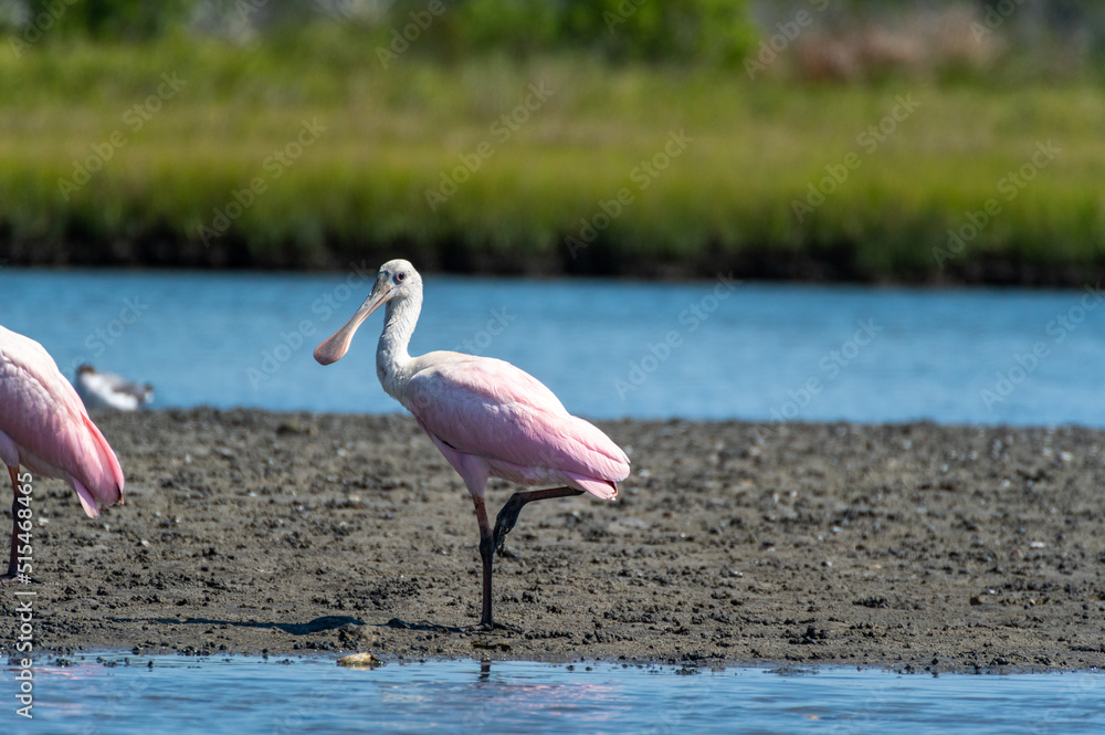 Roseate Spoonbill Walking and Turning