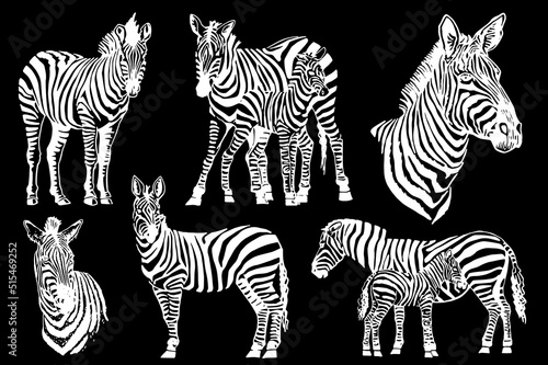 Vector set of zebras isolated on black  graphical engraved elements  stripy animal of savanna
