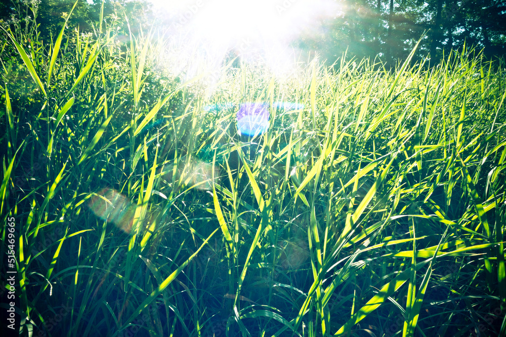 field of grass with sunflare in a summer day