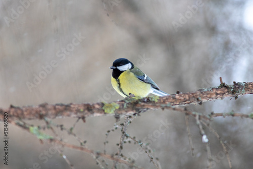 a titmouse bird on a branch of a tree