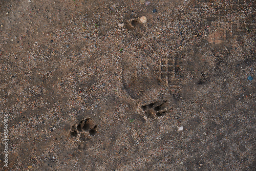 Traces on the wet sand dog paw prints