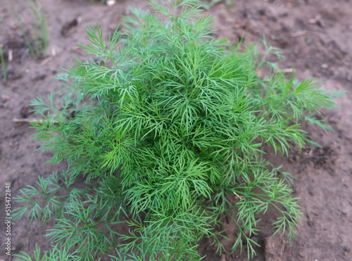 green dill leaves on a garden bed
