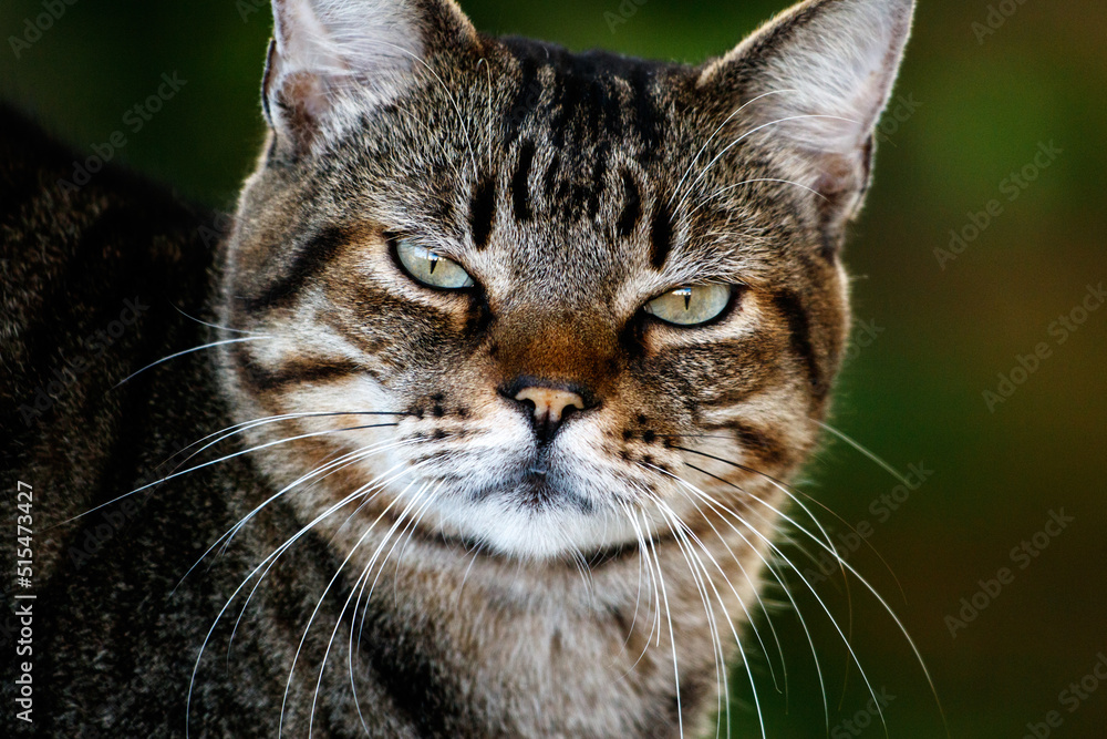 Obraz premium Beautiful charmy cat posing for the camera with green eyes and blurried background. A tabby brazilian short hair cat chilling in his backyard.