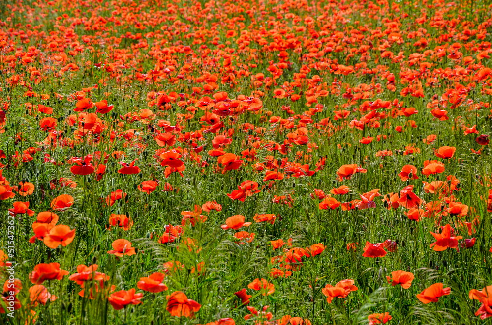 Blooming red poppy in a wheat field - Papaver rhoeas .
