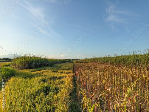 field of wheat
