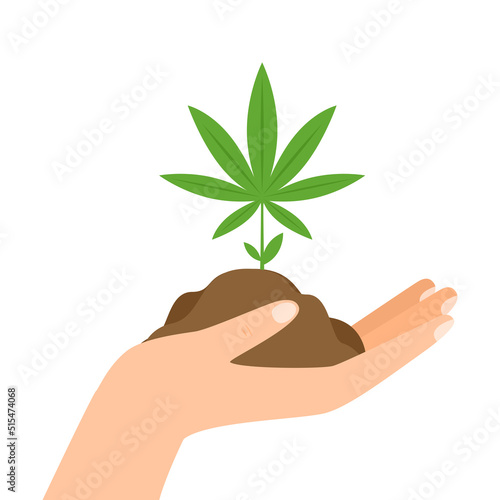 Marijuana or cannabis on Hand. Bush of medical cannabis. Marijuana cultivation. Home cannabis farm.