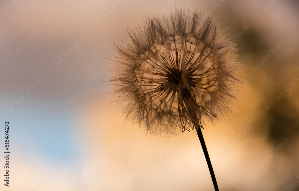 Big dandelion seeds. Macro photo. Natural background