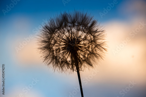 Big dandelion seeds. Macro photo. Natural background