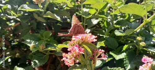 As borboletas possuem cores relativamente brilhantes e voam entre as flores bebendo o néctar. photo