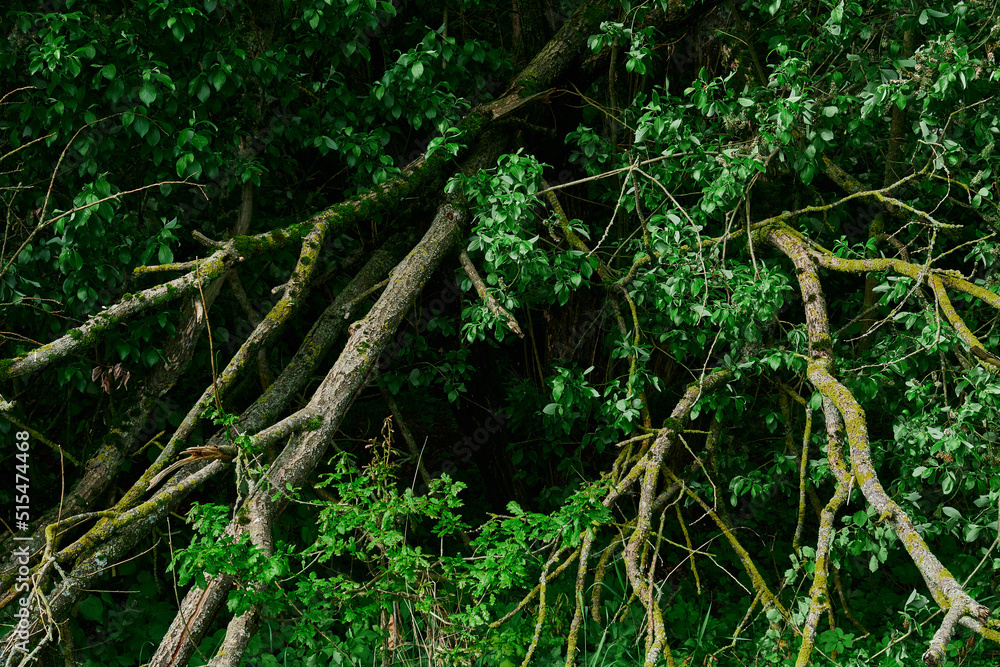 gnarled branches and roots of an upturned tree gnarled branches and roots of an upturned tree
