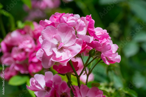 Rose Flowers Blooming in Summer