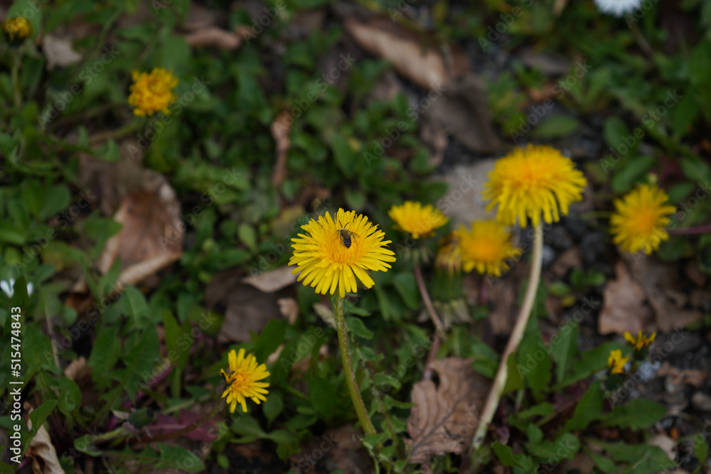 Meadow with lots of greenery and colorful flowers Meadow with lots of greenery and colorful flowers