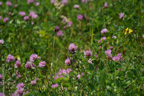 Meadow with lots of greenery and colorful flowers