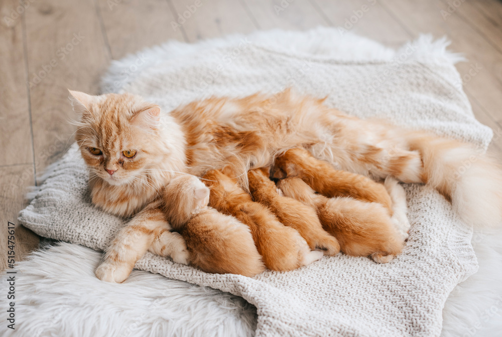 red cat feeds kittens. mother cat and kittens red cat feeds kittens. mother cat and kittens