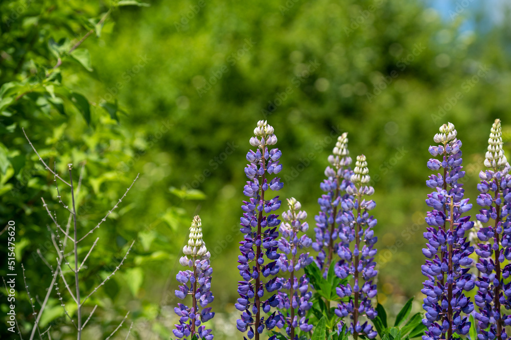 Meadow with lots of greenery and colorful flowers Meadow with lots of greenery and colorful flowers