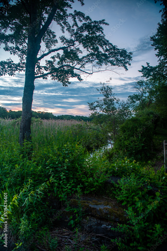 Fototapeta premium Bog Meadow