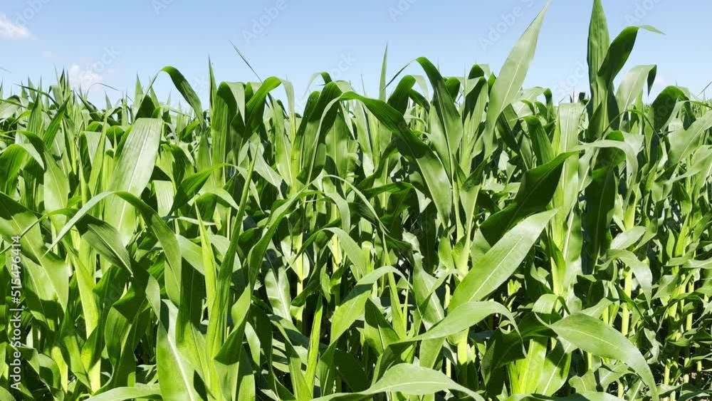 Corn field, stalks with leaves closeup. Corn field, stalks with leaves closeup.