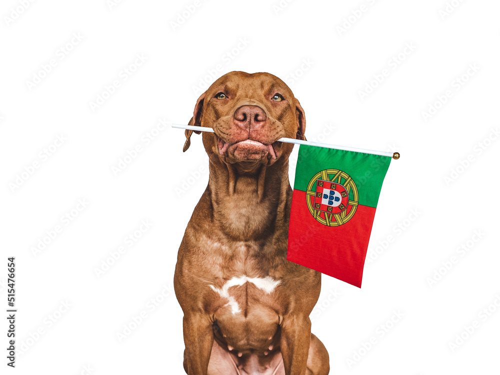 Lovable, pretty dog and Flag of Portugal