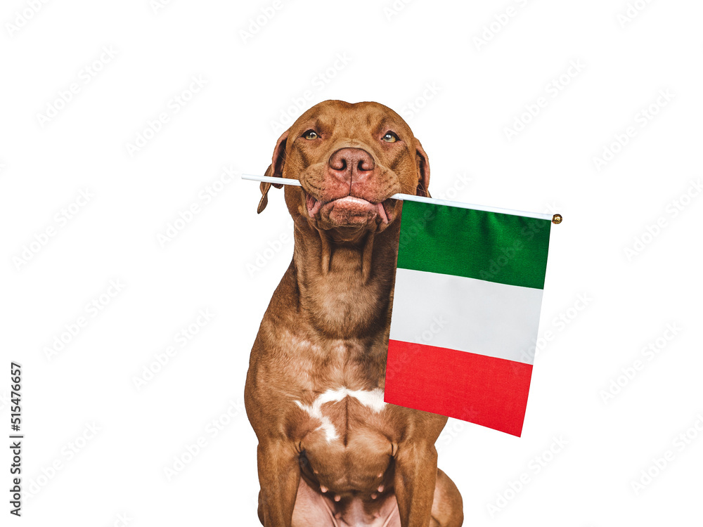 Lovable, pretty dog and Flag of Italy