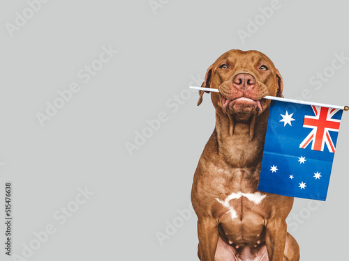 Lovable, pretty dog and Australian Flag. Closeup
