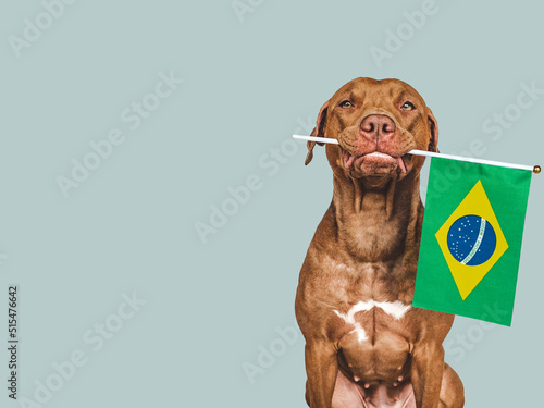Lovable, pretty dog and Brazilian Flag. Closeup