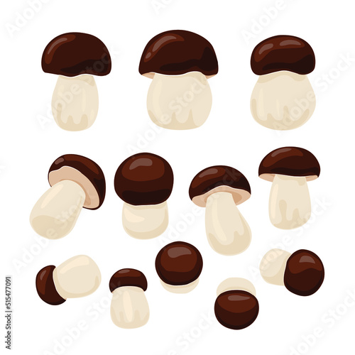 Porcini mushrooms vector illustration set. Boletus edulis isolated on a white background. Autumn mushroom collection season.