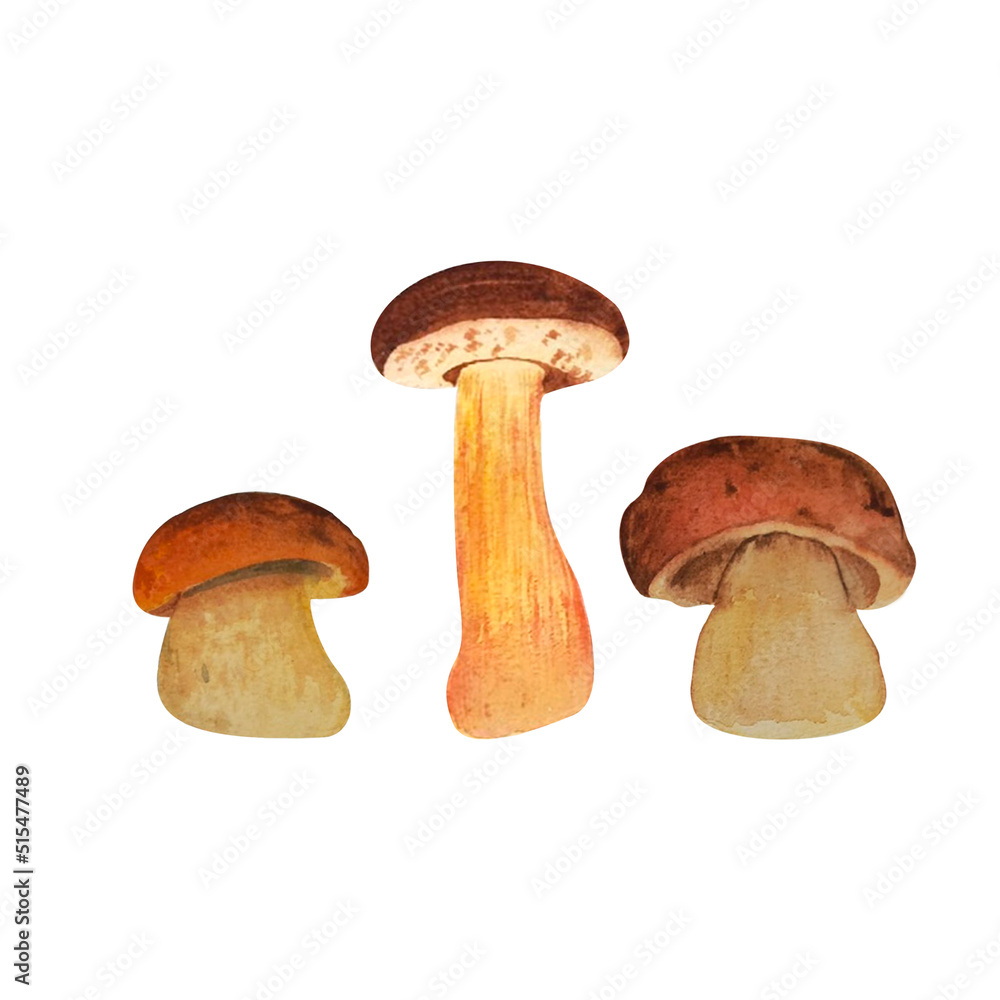 A set of Botanical watercolor illustrations of mushrooms. On isolated white background. autumn illustration, hand drawn. Perfect for card design, invitation, scrapbooking, fabric printing. A set of Botanical watercolor illustrations of mushrooms. On isolated white background. autumn illustration, hand drawn. Perfect for card design, invitation, scrapbooking, fabric printing.