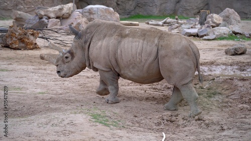 A photo of a big rhinoceros