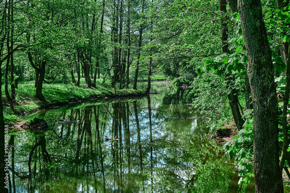 Green moss on stones on a river in the very green forrest Green moss on stones on a river in the very green forrest