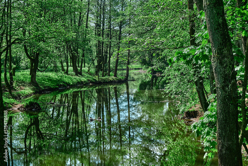 Green moss on stones on a river in the very green forrest
