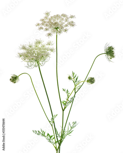 Wild carrot or Daucus carota, flowers isolated on white background. Medicinal herbal plant. photo