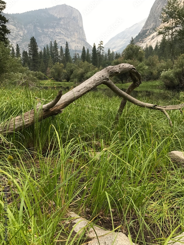 Fototapeta premium tree in the mountains