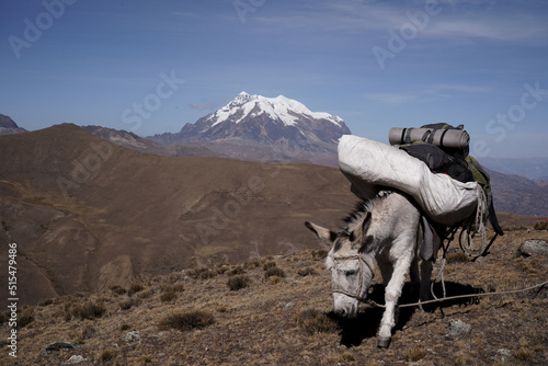 donkey in the mountains photo