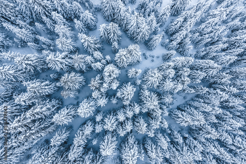 Il bosco innevato Il bosco innevato
