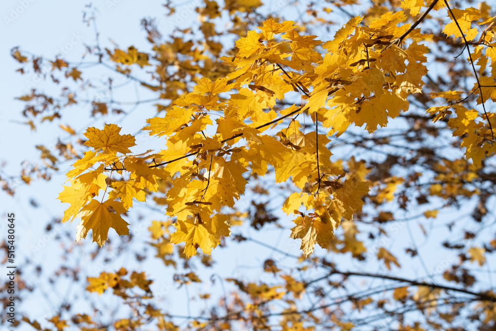 Autumn landscape, trees with bright leaves against the sky. Autumn landscape, trees with bright leaves against the sky.