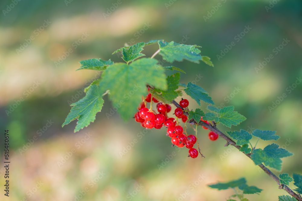 A sprig of red currant on a green background A sprig of red currant on a green background